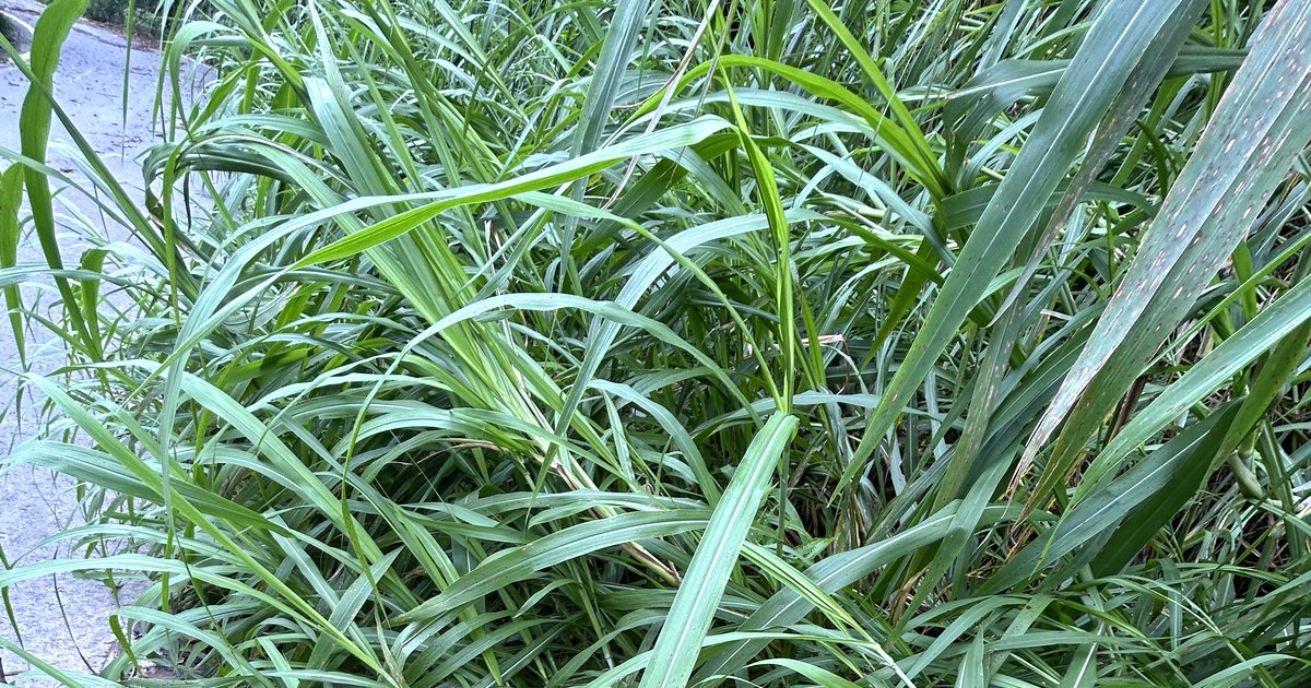 夏に伸びた草が道路脇を覆っている様子