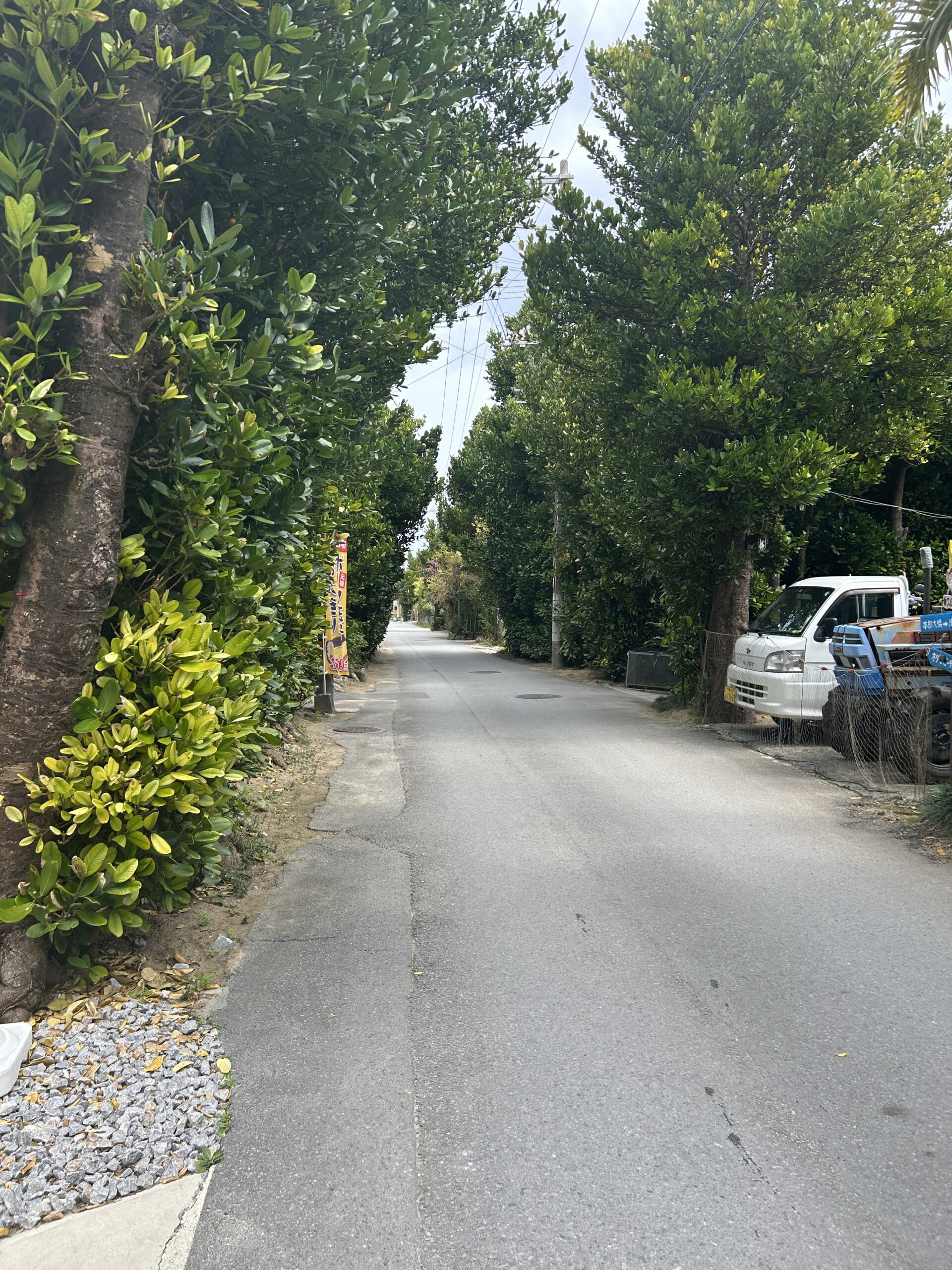フクギ並木の通り道