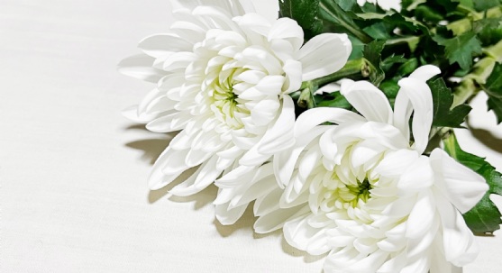 白いテーブルクロスの上に置かれた白菊